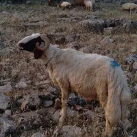 قوچ شک ورن سنجابی اصیل