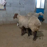 گوسفندوبره|حیوانات مزرعه|سرپل ذهاب, |دیوار