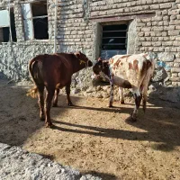 گوساله سیمینتال ماده|حیوانات مزرعه|کرمانشاه, |دیوار