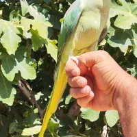 طوطی سبز رام یکساله معاوضه با سگ ژرمن نر مو بلند|پرنده|شیراز, معالی‌آباد|دیوار