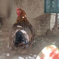 مرغ گلپایگانی