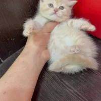 مجموعه گربه های اشرافی|گربه|تهران, پونک|دیوار