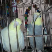 جفت عروس هلندی مولد هستن|پرنده|پاکدشت, پاکدشت (مامازند)|دیوار