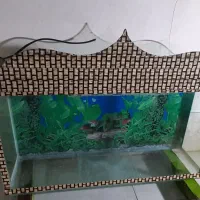 آکواریوم|ماهی|کامیاران, |دیوار