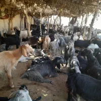 حیوان|حیوانات مزرعه|دوگنبدان, |دیوار