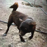 سگ پاکوتاه معاوضه