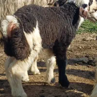 دو عدد میش یکیش بره دهره