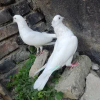 دوجفت سفید قدیمی چش سفید نوک سفید به ضمانت پرش|پرنده|مینودشت, |دیوار
