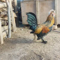 خروس سلطان|حیوانات مزرعه|سنندج, |دیوار