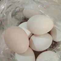 تخم مرغ بومی تازه