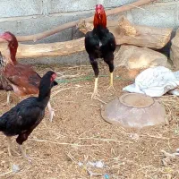 مرغ و خروس اصیل نژاد دار|حیوانات مزرعه|بمانی, |دیوار