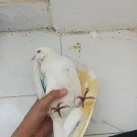 کفتر