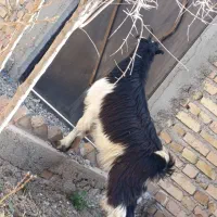 1راس بزغاله نراخته 30کیلویی