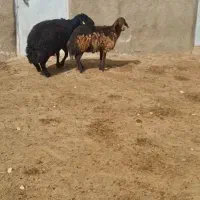 قوچ هتروقره غزل سن ۴سال