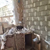 تعدادی کبوتر پرشی سالم و سرحال|پرنده|خوانسار, |دیوار