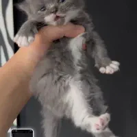 گربه