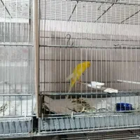 قناری خانگی