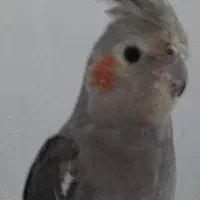 گمشده عروس هلندی