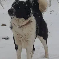سگ نر