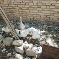 غوغاز وغاز