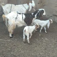 2عدد بز پاکستانی بزغاله عالی از همه نظر