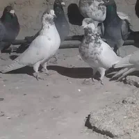 کبوتر|پرنده|زابل, |دیوار