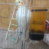 جوجه عروس هلندی|پرنده|چناران, |دیوار