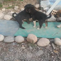 تیل سگه دوبرمن باپیت بول تیل حای نجات عصل