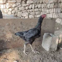 مرغ لاری