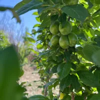 باغ-زمین-باغچه-300متری-ویلا-احمدابادمستوفی