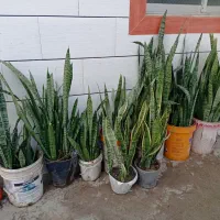 گل سانسوریا