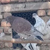 کفتر ها دورگه برای هنبالی عالیه برای لیال نابلدخوب