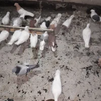 ماده کاکلی|پرنده|بروجرد, |دیوار