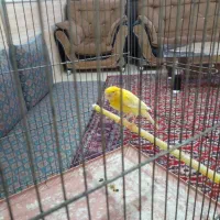 قناری ماده اماده اماده|پرنده|رفسنجان, |دیوار