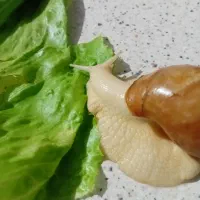 حلزون آلبینو