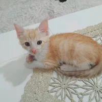 دختر بچه گربهی ۳ ماهه|گربه|قم, شهرک مهدیه|دیوار