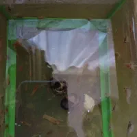 بچه لابستر|ماهی|گرگان, |دیوار