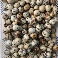 تخم بلدرچین