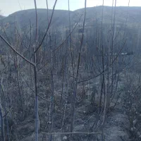 نهال گردو|خدمات باغبانی و درختکاری|سملقان, |دیوار