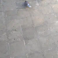 کفتر شهرستان مشهد|پرنده|قم, هفت تیر|دیوار