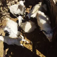 گوسفند فروشی|حیوانات مزرعه|رابر, |دیوار