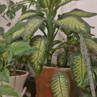 سلام دوستان چنتای گل دارم