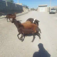 میش و شیشک افشاری آبستن