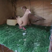 4جفت نروماده اسطوره