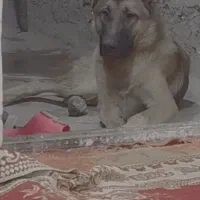 سگ ژرمن توله 8ماهه
