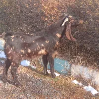 بز پاکستانی