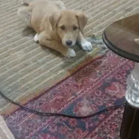 توله سه ماهه|سگ|مشهد, تربیت (صدف)|دیوار