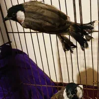 طوطی برزیلی|پرنده|رشت, انصاری|دیوار