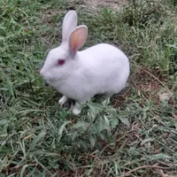 خرگوش