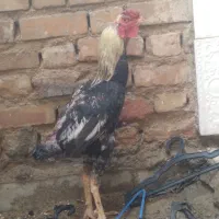 خروس